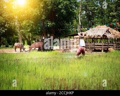 Risaie in Thailandia , Sud-Est asiatico. Campo di riso e paglia con scarrecrow e due mucche con filtro effetto luce solare Foto Stock