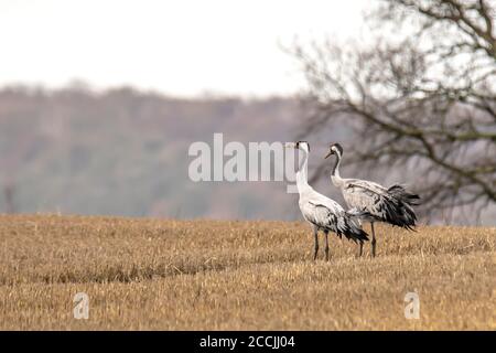 le gru eurasiatiche atterrano su un campo di korn raccolto Foto Stock