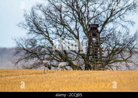 le gru eurasiatiche atterrano su un campo di korn raccolto Foto Stock