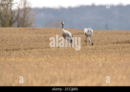 le gru eurasiatiche atterrano su un campo di korn raccolto Foto Stock