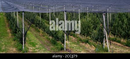 sistema di produzione di frutta a rete anti-grandine Foto Stock