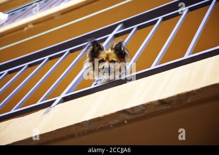 Cane in balcone di casa, animali domestici, animali divertenti Foto Stock