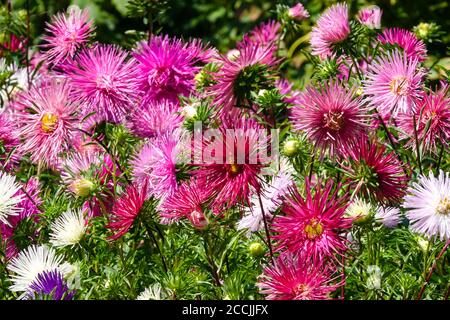 Giardino fiorito estate cina letto d'assaco Foto Stock