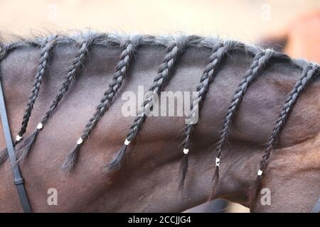 La criniera intrecciata per dressage. Trecciatura fornisce un aspetto esteticamente accattivante look per un cavallo dressage Foto Stock