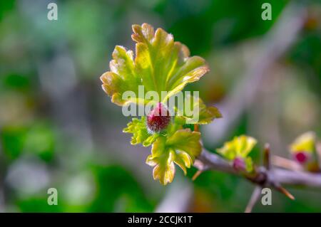 Fiore cespuglio di uva spina nel giardino di stagione Foto Stock