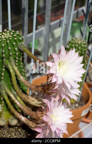 fiore rosa di un ibrido di echinopsis chiamato anche cactus hedgehog Foto Stock