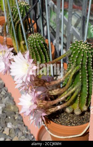 alcuni cactus di echinopsis con fiori rosa tenui Foto Stock