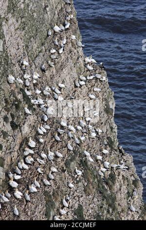 GANNETS (Morus bassanus) nidificano su torreggianti scogliere sulla costa orientale dello Yorkshire. Foto Stock