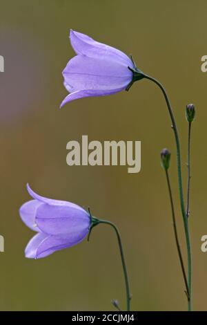 HAREBELL (Campanula rotundifolia), Scozia, Regno Unito. Foto Stock