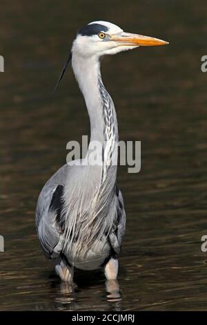 GREY HERON (Ardea cinerea) che si trova nel fiume Teviot, Scozia, Regno Unito. Foto Stock