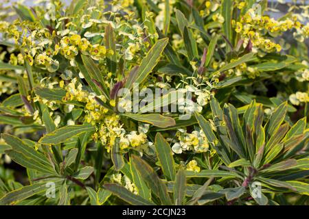 Primo piano di una grande spurge mediterranea, chiamata anche Euphorbia Characchias o Palisaden Wolfsmilch Foto Stock