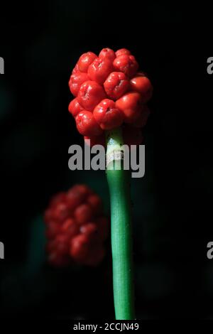 ARUM SELVATICO (Arum maculatum) o pinta di cucù o signori e Signore o testa di serpente, bacche rosse, Scozia, Regno Unito. Foto Stock