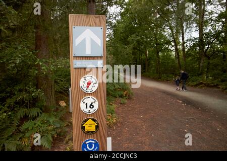 percorso forestale attraverso la foresta di delamere cheshire inghilterra, regno unito Foto Stock