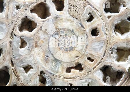 Primo piano di un fossile di ammonite (Horniman Museum, Londra, Regno Unito) Foto Stock