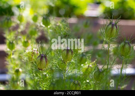 Semi di un cumino nero chiamato anche Nigella damascena, schwarzkuemmel o Jungfer im gruenen Foto Stock