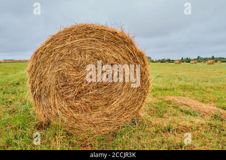 Primo piano fienate sotto forma di rotoli su un campo agricolo. Foto Stock