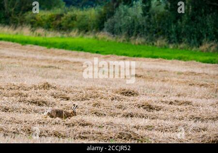 East Lothian, Scozia, Regno Unito, 23 agosto 2020. Regno Unito Meteo: Paesaggio agricolo soleggiato. Una lepre marrone che attraversa un campo di stoppie di grano Foto Stock