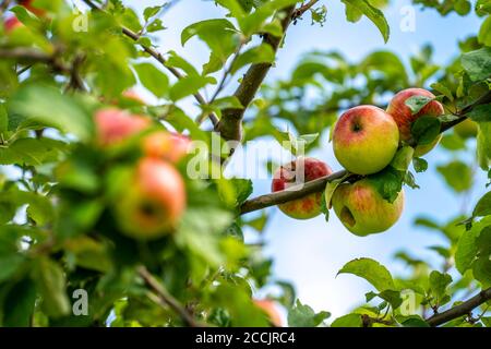 Varietà di mele antiche, il principe Albrecht di Prussia, frutteto di prati, mela da dessert, mela, canapa, NRW, Germania, Foto Stock