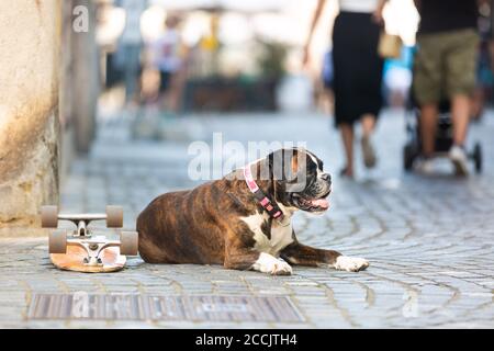 Bel cane da boxe tedesco con colletto rosso, sdraiato all'aperto sulla strada che protegge lo skateboard del suo proprietario Foto Stock