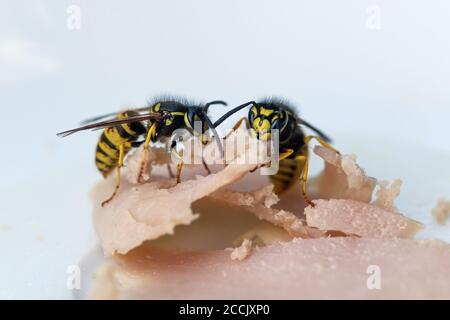 Due vespe stanno mangiando il prosciutto su un piatto bianco ad una cena all'aperto, in tarda estate possono diventare fastidiosi e pericolosi per i sufferers di allergia, macro Sho Foto Stock