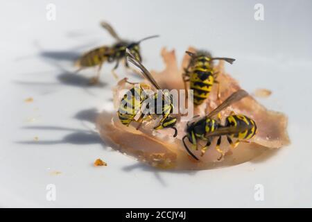 Vespe su un pezzo di prosciutto su una piastra bianca, in tarda estate gli insetti possono diventare fastidiosi e pericolosi per le persone allergiche quando si mangia all'esterno, macr Foto Stock