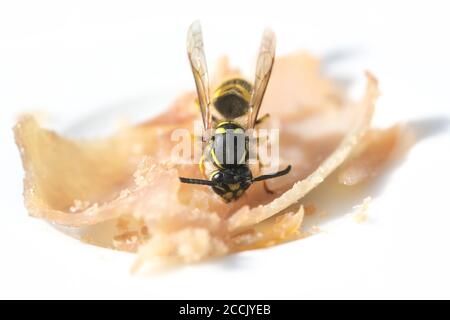 WASP prende un morso di prosciutto su un piatto bianco, in estate gli insetti possono diventare fastidiosi e pericolosi quando si mangia all'esterno, macro shot, copia spazio, selezionare Foto Stock