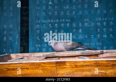 Una colomba avvistata al Tempio del Dio della Città a Pingyao Cina. Foto Stock