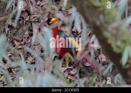 Fagiano d'oro (Chrysolophus pictus), maschio, Riserva Naturale Nazionale di Tangjiahe, Sichuan, Cina 11 febbraio 2018 Foto Stock