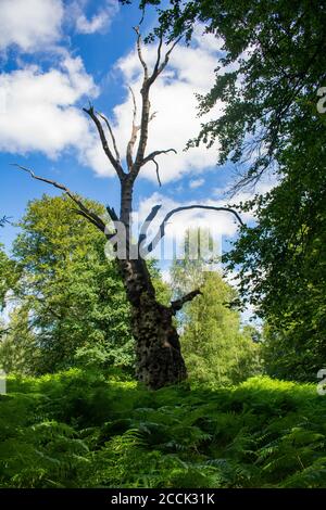 Enorme vecchio albero morto in New Forest nel Regno Unito, faggio nel mezzo della foresta è morto di malattia cancerosa, vista interessante di senza frondolo Foto Stock