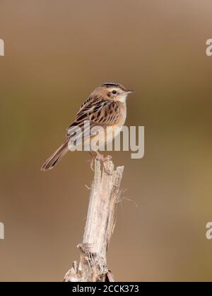 Zitting cistica (Cistica juncidis), Long Valley, New Territories, Hong kong 31 dicembre 2018 Foto Stock