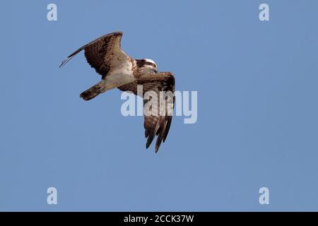 West Osprey (Pandion haliaetus), Tai Sang Wai, Deep Bay, Hong Kong, Cina 8 gennaio 2018 Foto Stock