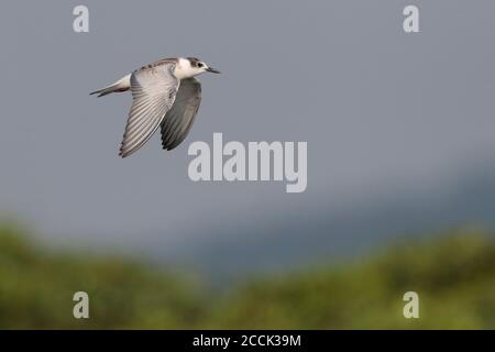 Whiskered Tern (Chlidonias hybrida), giovani in volo, Tai Sang wai, Deep Bay, New Territories, Hong Kong 11 settembre 2018 Foto Stock