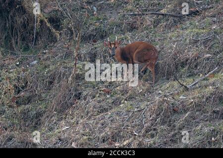 Muntjac di Reeve (Muntiacus reevesi), Tangjiahe NNR, Sichuan, Cina 10 febbraio 2018 Foto Stock