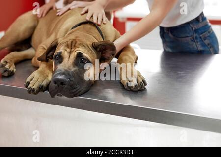 i proprietari del cane calmano, abbracciano il cane prima dell'esame in clinica di veterinario, sentono l'amore e l'amicizia. concetto di cane e persone Foto Stock