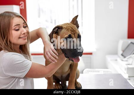 ritratto di bella donna con cane malato in ospedale veterinario, calma e abbraccio animale domestico prima di esame medico Foto Stock