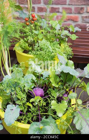 Verdure che crescono in pentole di plastica riciclate di pianta sul balcone Foto Stock