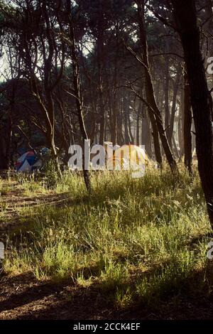 una tenda solita annidata tra gli alberi al mattino presto nel forte bragg california Foto Stock