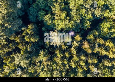 Vista aerea della verde foresta di abete rosso nelle Alpi sveve Foto Stock