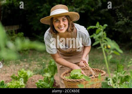 Donna giovane sorridente che indossa cappello raccogliendo verdure nel cesto di vimini in cantiere Foto Stock