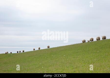 Pecora che pascolano su erba verde Foto Stock