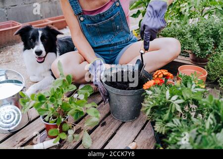 Donna che pianta mentre si siede con collie di bordo a orto Foto Stock