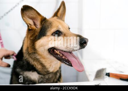 Primo piano del Pastore tedesco in panificazione nel lavandino del salone per animali domestici Foto Stock