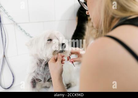 Primo piano del groomer femminile che taglia i capelli del terrier bianco dell'altopiano occidentale nel salone per animali Foto Stock
