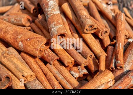 La cannella cruda (Cinnamomum cassia) si stacca in mostra Foto Stock