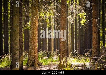 All'interno di una foresta di abeti molto antica e intatta Foto Stock