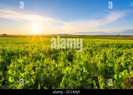 Campo di piselli verdi (Pisum sativum) al tramonto estivo Foto Stock