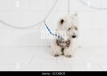 Primo piano di carino West Highland bianco terrier sul tavolo contro parete nel salone per animali Foto Stock