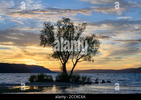 Silhouette di albero che cresce sulla riva del lago di Costanza al tramonto Foto Stock