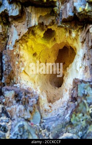 Tronco di albero usato come hotel per le api falegname, primo piano Foto Stock