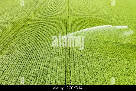 Vista aerea dell'annaffiatura di un vasto campo di patate in estate Foto Stock